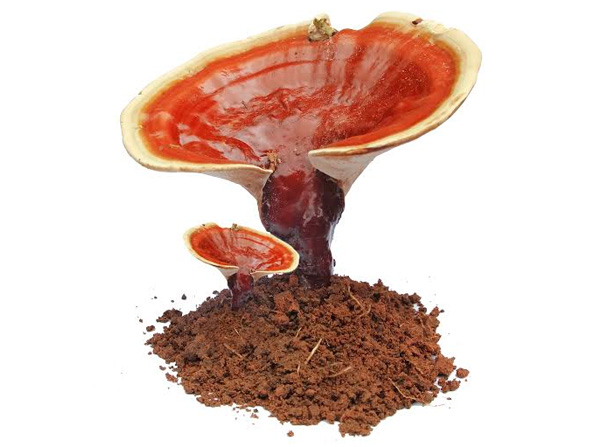THE GANODERMA DIFFERENCE